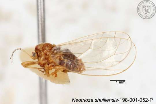 Image of Neotrioza