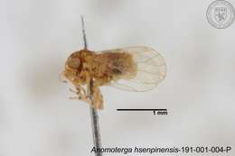 Image of Liviidae