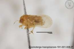 Image of Liviidae