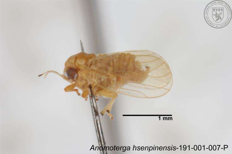 Image of Liviidae