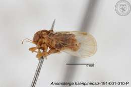 Image of Liviidae