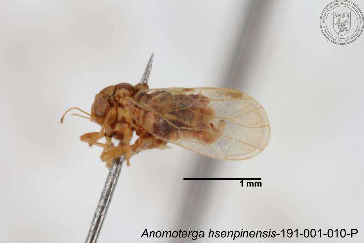 Image of Liviidae