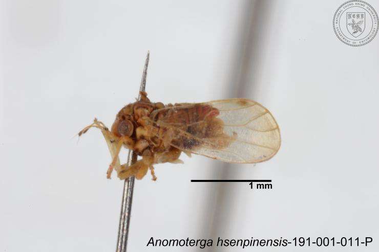 Image of Liviidae