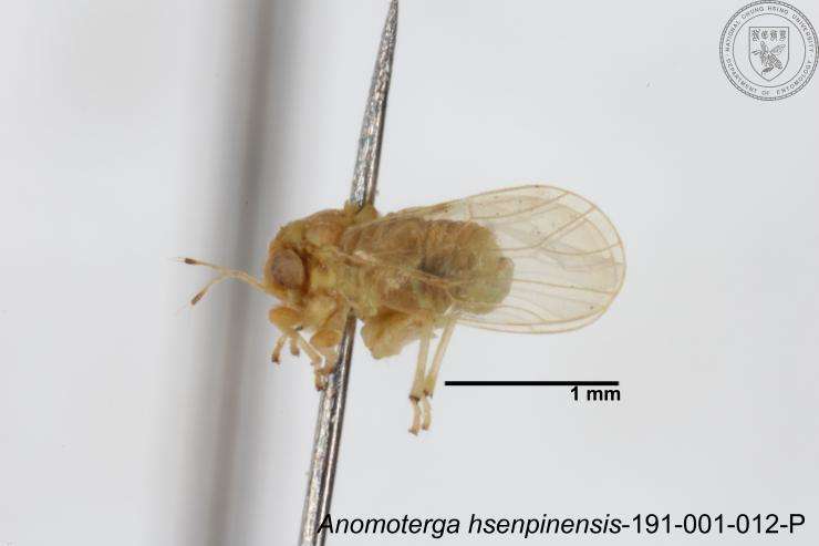 Image of Liviidae