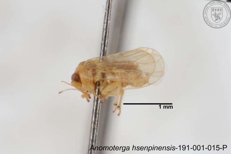 Image of Liviidae