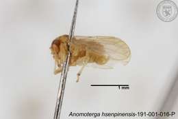 Image of Liviidae