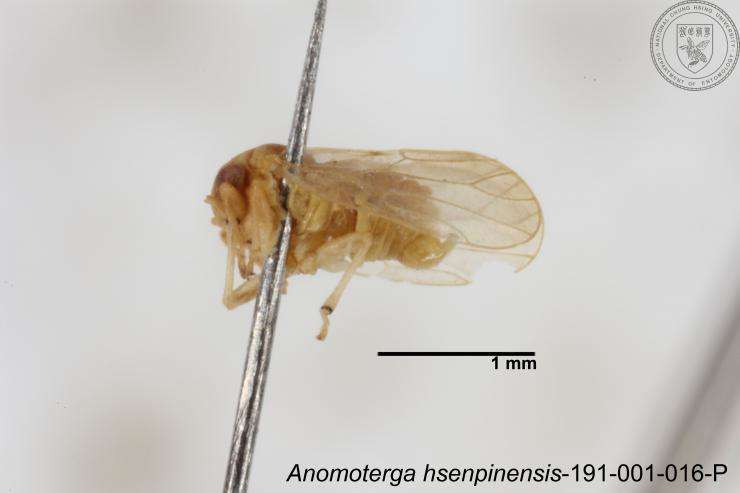 Image of Liviidae