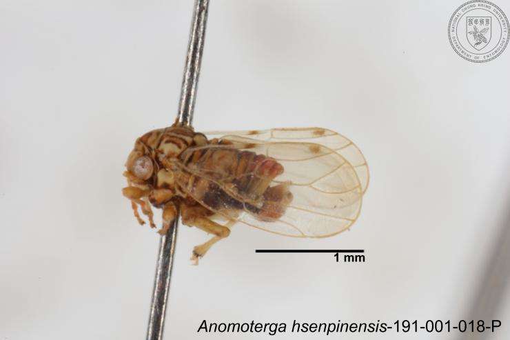 Image of Liviidae