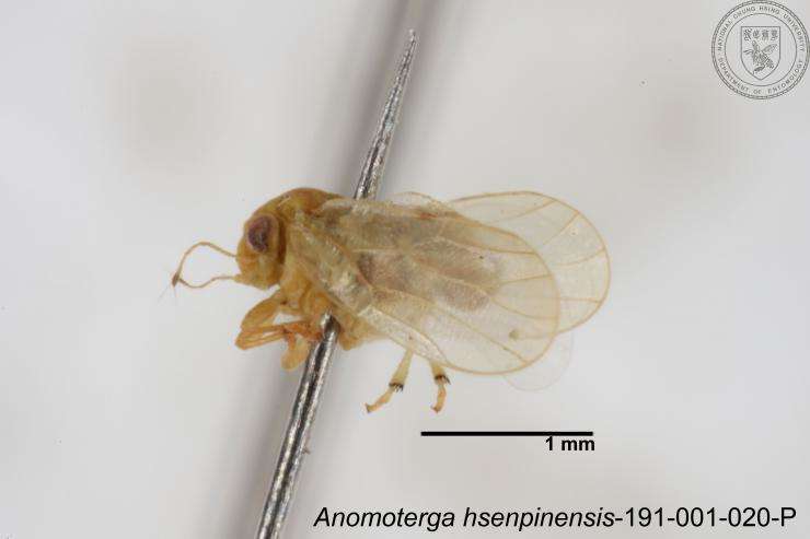 Image of Liviidae