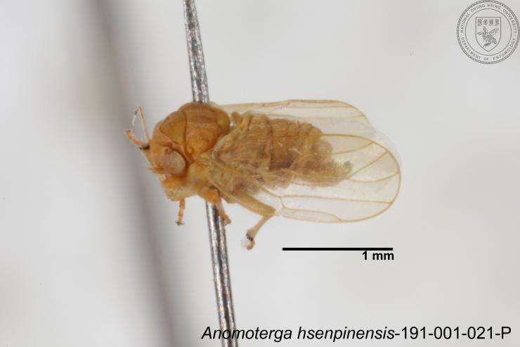 Image of Liviidae