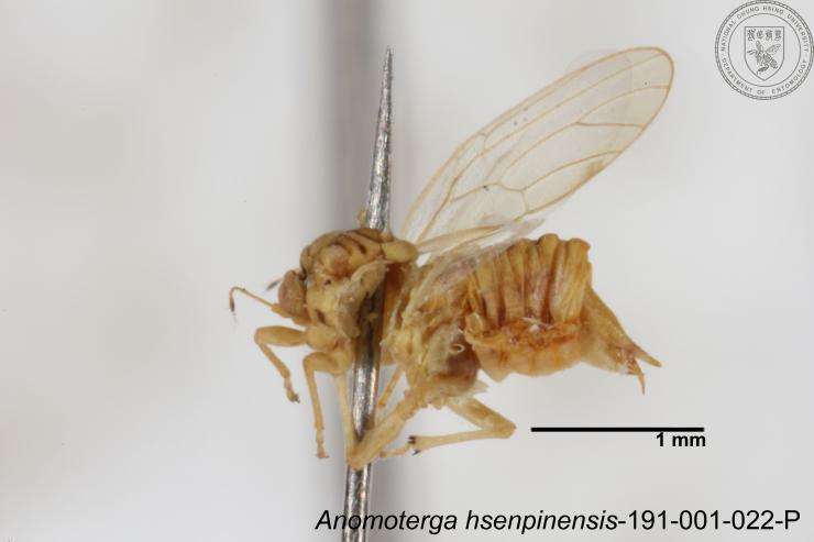 Image of Liviidae