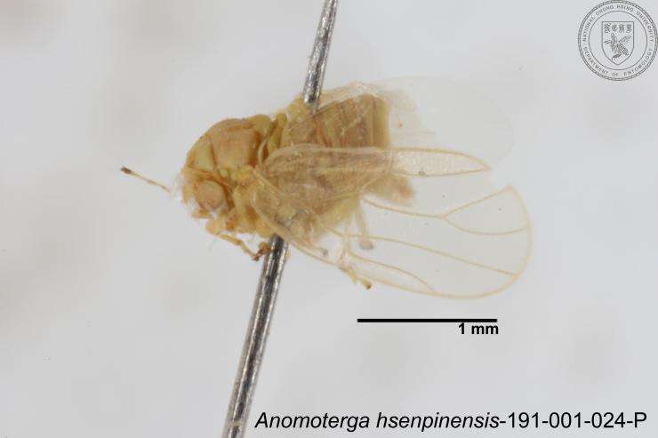 Image of Liviidae