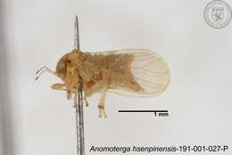 Image of Liviidae