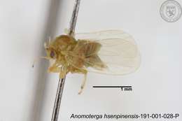 Image of Liviidae