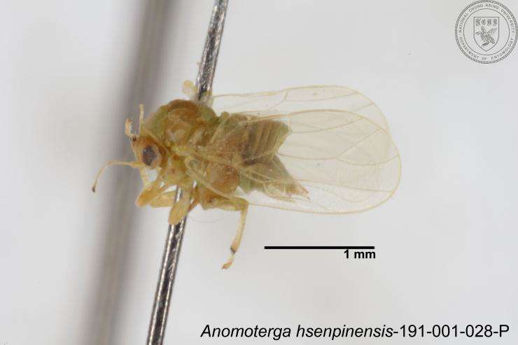 Image of Liviidae