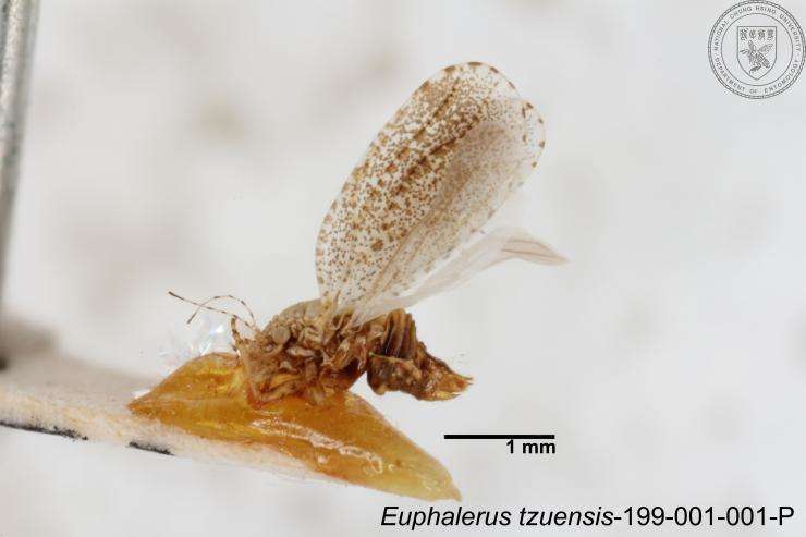 Image of Euphalerus