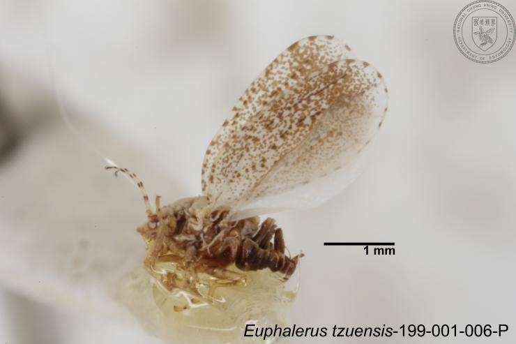 Image of Euphalerus