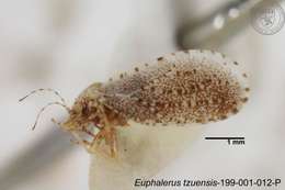 Image of Euphalerus