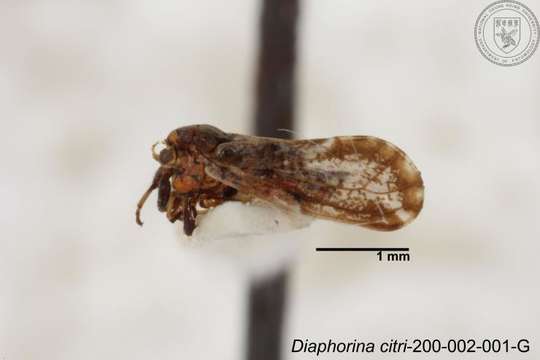 Image of Diaphorina