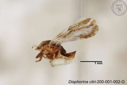 Image of Diaphorina