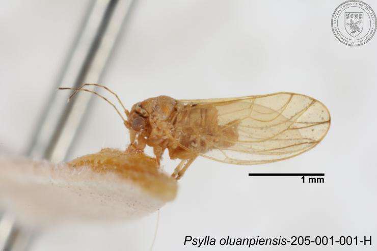 Image of Cacopsylla oluanpiensis (Yang 1984)