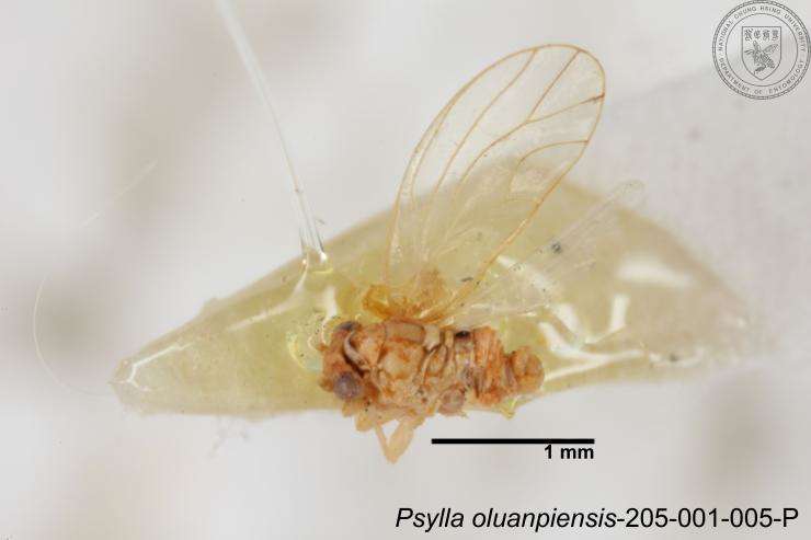 Image of Cacopsylla oluanpiensis (Yang 1984)