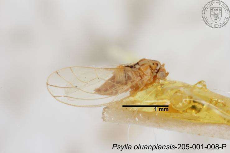 Image of Cacopsylla oluanpiensis (Yang 1984)