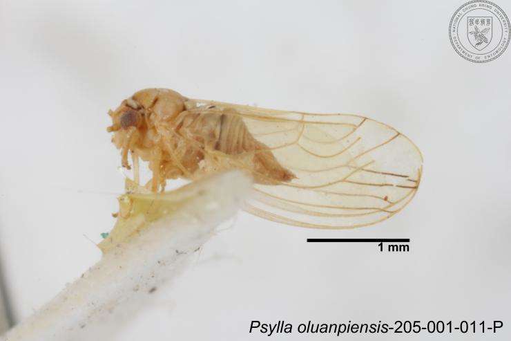 Image of Cacopsylla oluanpiensis (Yang 1984)