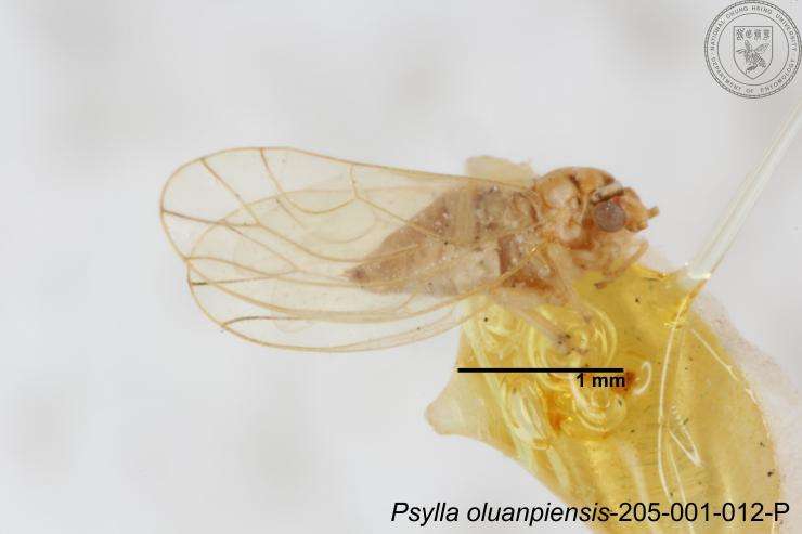 Image of Cacopsylla oluanpiensis (Yang 1984)