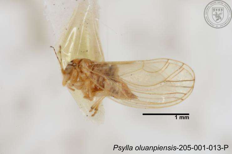 Image of Cacopsylla oluanpiensis (Yang 1984)