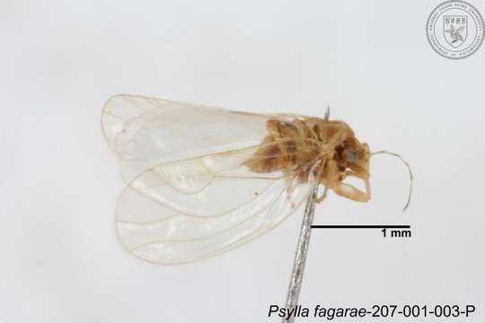 Image of Cacopsylla fagarae (Fang & Yang 1986)