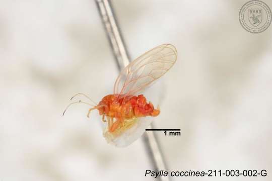 صورة Cacopsylla coccinea (Kuwayama 1908)