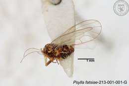 صورة Cacopsylla fatsiae (Jensen 1957)