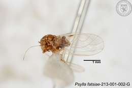 صورة Cacopsylla fatsiae (Jensen 1957)