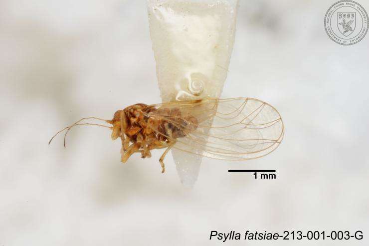 صورة Cacopsylla fatsiae (Jensen 1957)