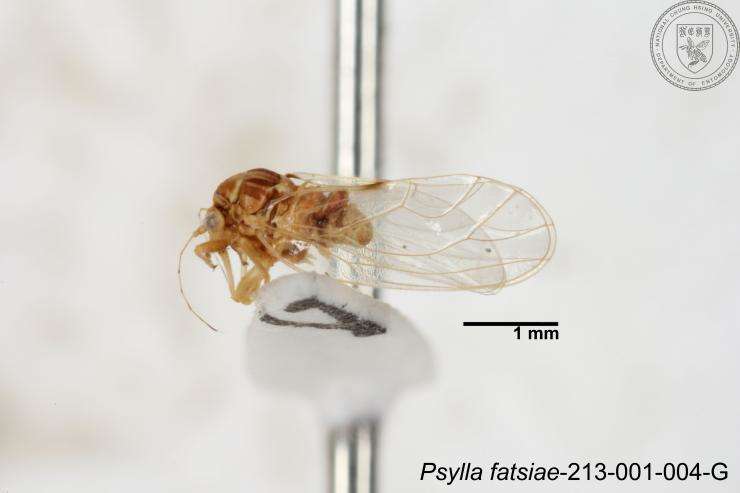 صورة Cacopsylla fatsiae (Jensen 1957)