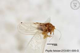 صورة Cacopsylla fatsiae (Jensen 1957)