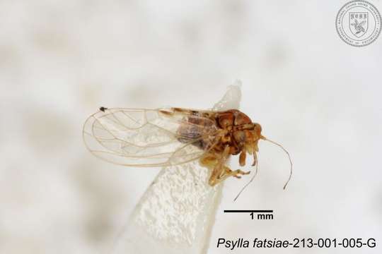 Sivun Cacopsylla fatsiae (Jensen 1957) kuva