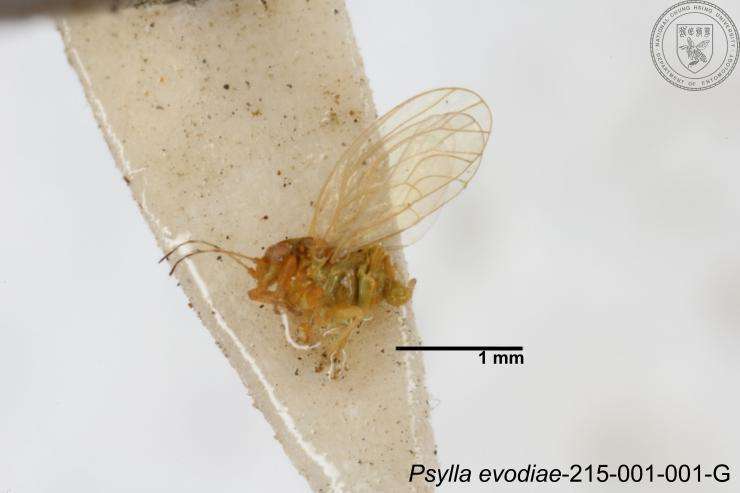 صورة Cacopsylla evodiae (Miyatake 1965)