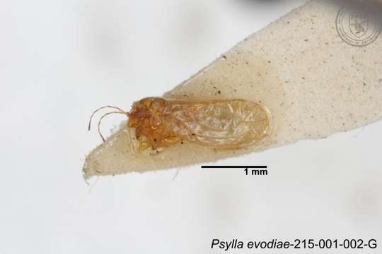 صورة Cacopsylla evodiae (Miyatake 1965)