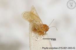 صورة Cacopsylla evodiae (Miyatake 1965)