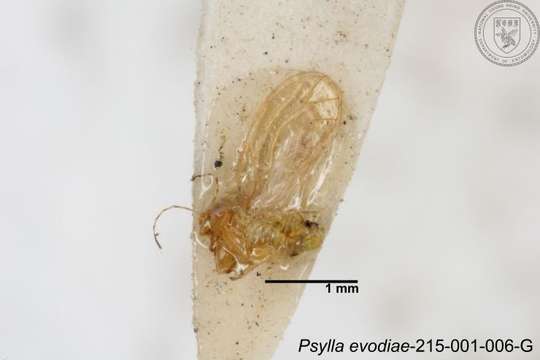 صورة Cacopsylla evodiae (Miyatake 1965)