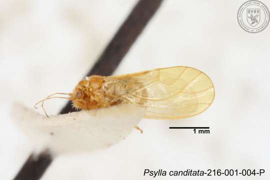 Image of Cacopsylla