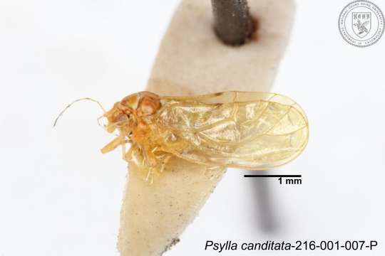 Image of Cacopsylla