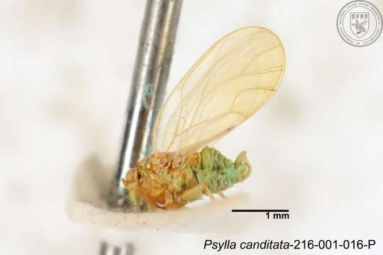 Image of Cacopsylla