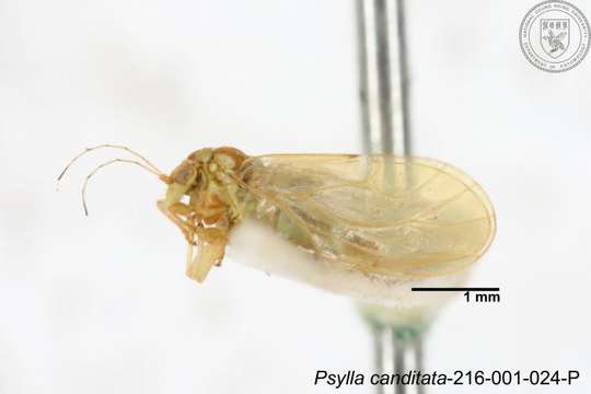 Image of Cacopsylla