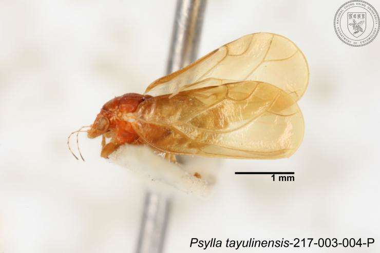 Imagem de Psylla tayulinensis Yang 1984