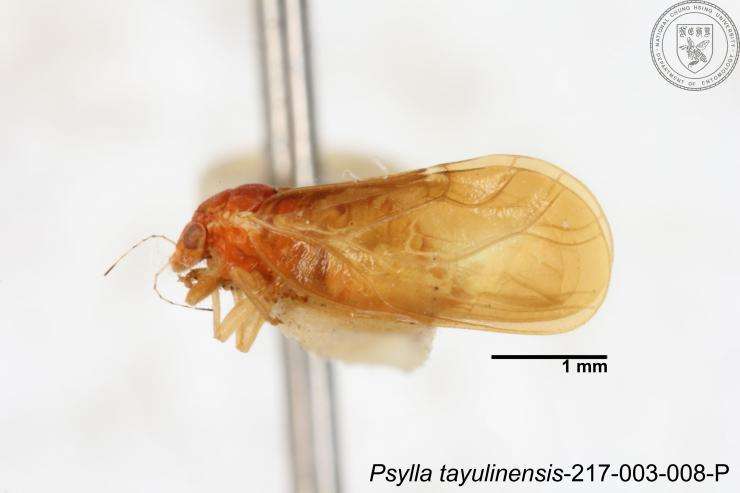 Imagem de Psylla tayulinensis Yang 1984