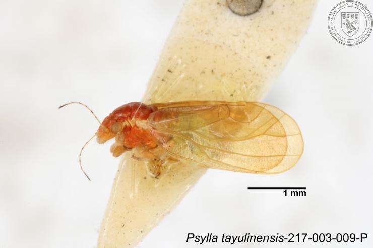 Imagem de Psylla tayulinensis Yang 1984