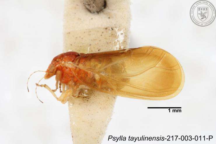 Imagem de Psylla tayulinensis Yang 1984